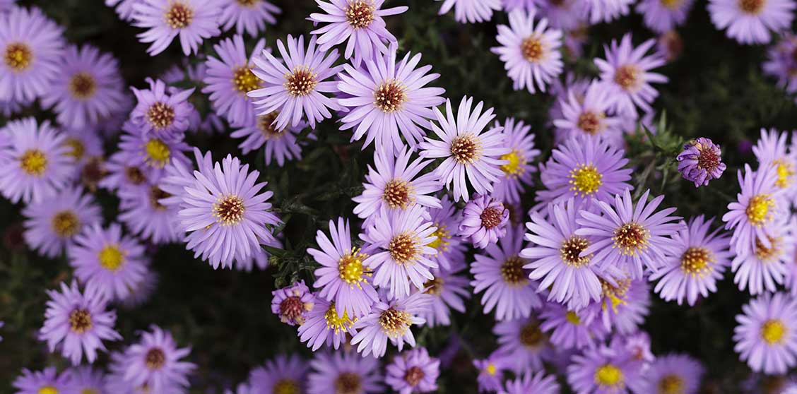 aster